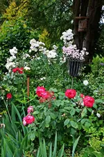 DSC_1871.webp
