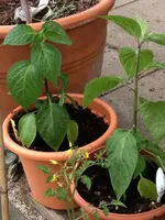 Rocotos.webp