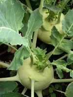 Kohlrabi.webp