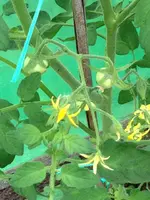 Tomate Evergreen.webp