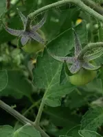 Tomate Glossy rose blue.webp