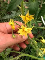Tomatenblüte Orange a Grosfruits.webp