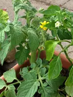 Balkontomate.webp