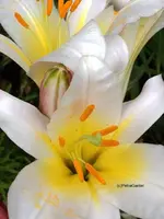 Lilie Madonnen.webp