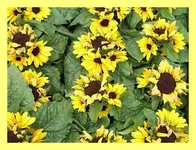 068.webp