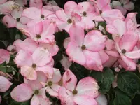 Bilda 0590.webp