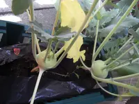 208 Kohlrabi 07.06.14.webp