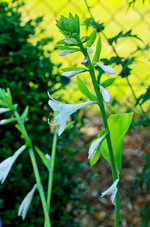 Hosta Guacamole beginnt zu blühen_600.webp