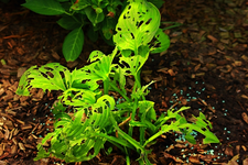 Hosta Guacamole_komplett zerfressen_640.webp
