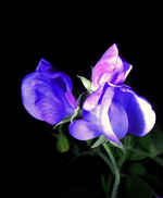 wck (1).webp