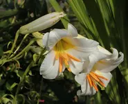 Lilie weiss 140614.webp