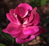 Burgundy ice 140614.webp