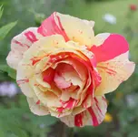 Harlekin.webp