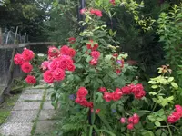 HPIM0708.webp