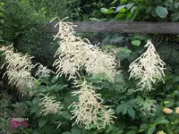 HPIM0709.webp