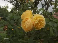 HPIM0710.webp