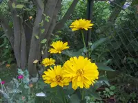 HPIM0711.webp