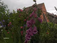 HPIM0712.webp