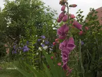 HPIM0713.webp