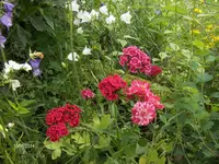 HPIM0714.webp