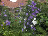 HPIM0715.webp