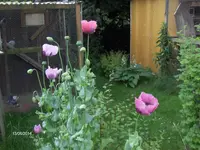 HPIM0717.webp