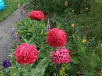 HPIM0718.webp