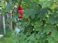 HPIM0729.webp