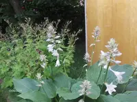 HPIM0736.webp