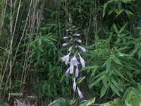 HPIM0738.webp