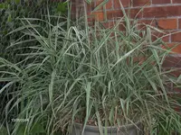 HPIM0739.webp