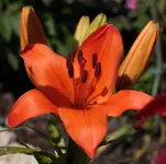 Lilie orange 140615.webp