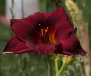 Little Joy 140615.webp