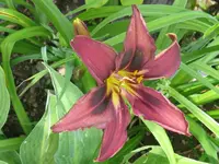 mildred kelly_1024x768.webp