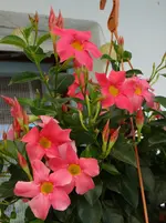 55a.webp
