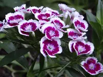 59.webp