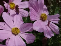 61.webp