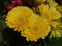 63.webp