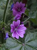 68.webp