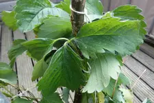Erdbeerbefall.webp
