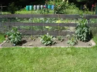Neues Dahlien+Sonnenblumen Beet 05.2014.webp
