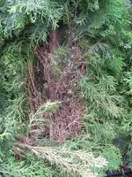 Hecke nah 1 kl.webp