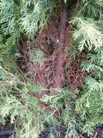 Hecke nah 2 kl.webp