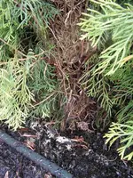Hecke nah 4 kl.webp