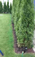 Hecke von weitem 2 kl.webp