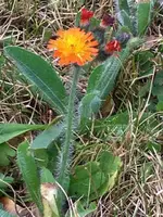 Blume.webp
