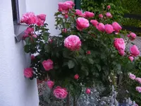 DSCF3086.webp