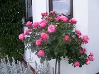 Rosenstämmchen2.webp