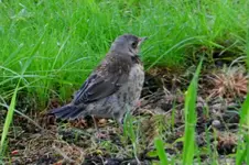 DSCN7238.webp
