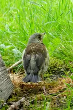DSCN7250.webp
